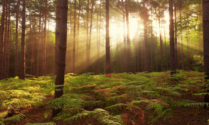 broxbourne woods, , united kingdom, 