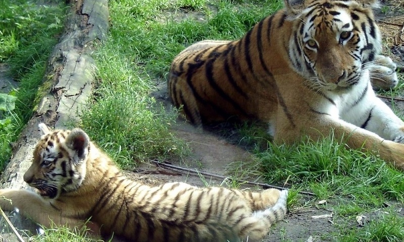   (panthera tigris altaica, siberian tiger)