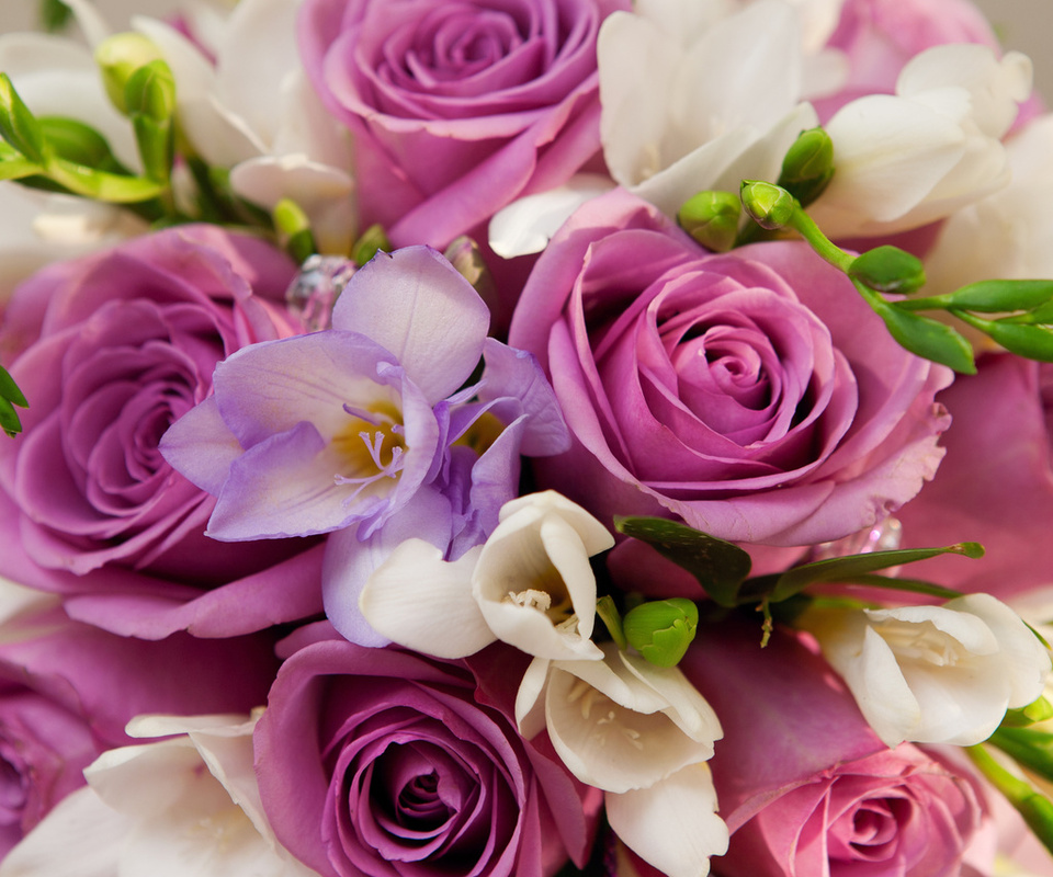 Violet flowers, roses, , , , , bouquet