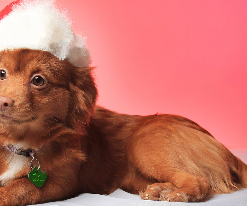 smile, dog, christmas, , , hat, view