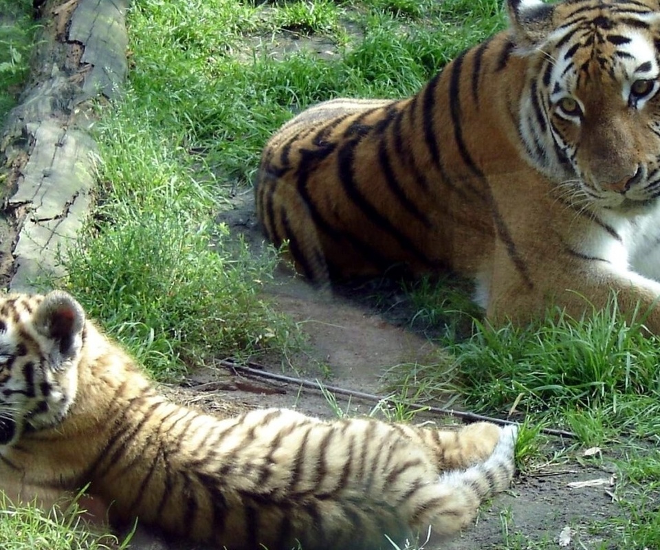   (panthera tigris altaica, siberian tiger)