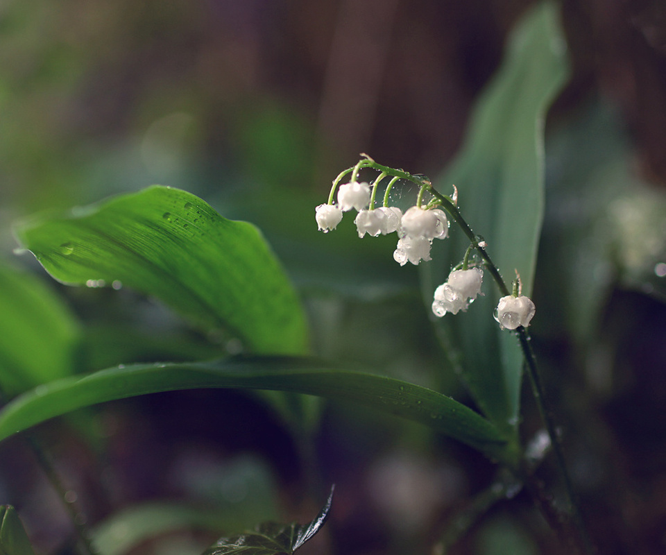 , lilies of the valley, 