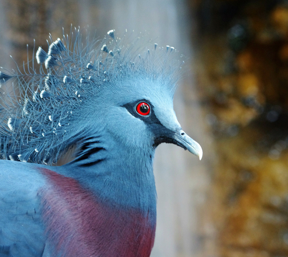  , bird, , Victoria crowned pigeon