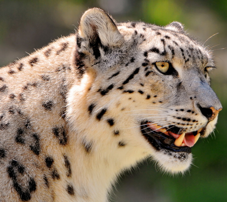 , ,  , snow leopard, , 