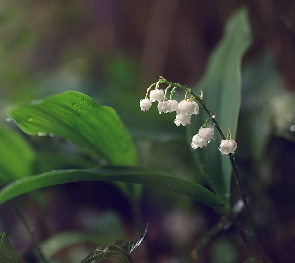 , lilies of the valley, 