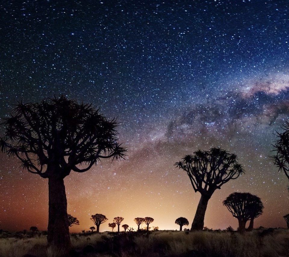 joshua tree, night, stars