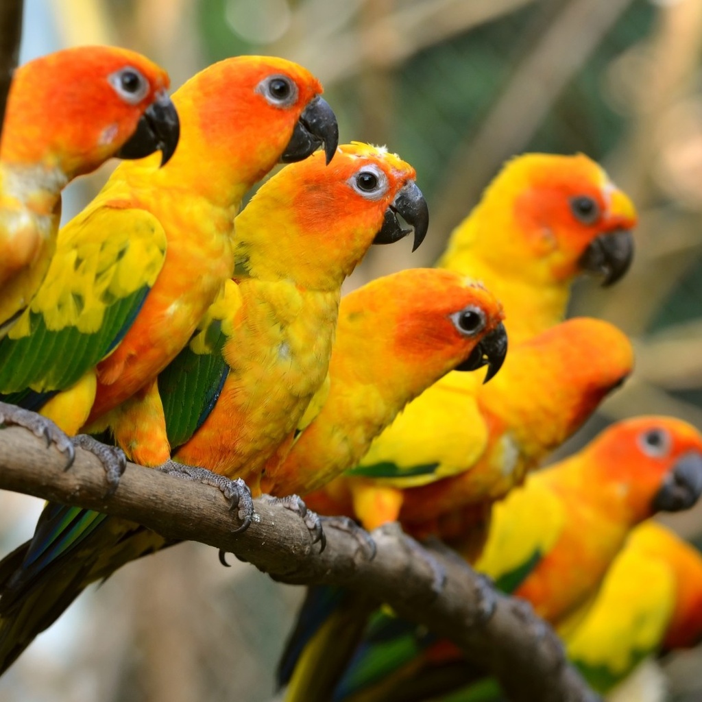 ,, trunk, parrots, birds, beautiful