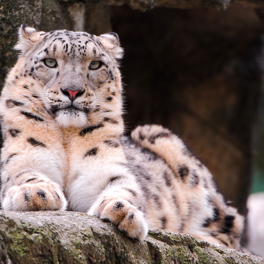 , snow leopard, ,  , , 