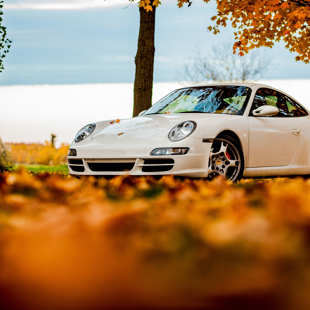 foliage, tree, 911, porsche, white, autumn, , sky, 911