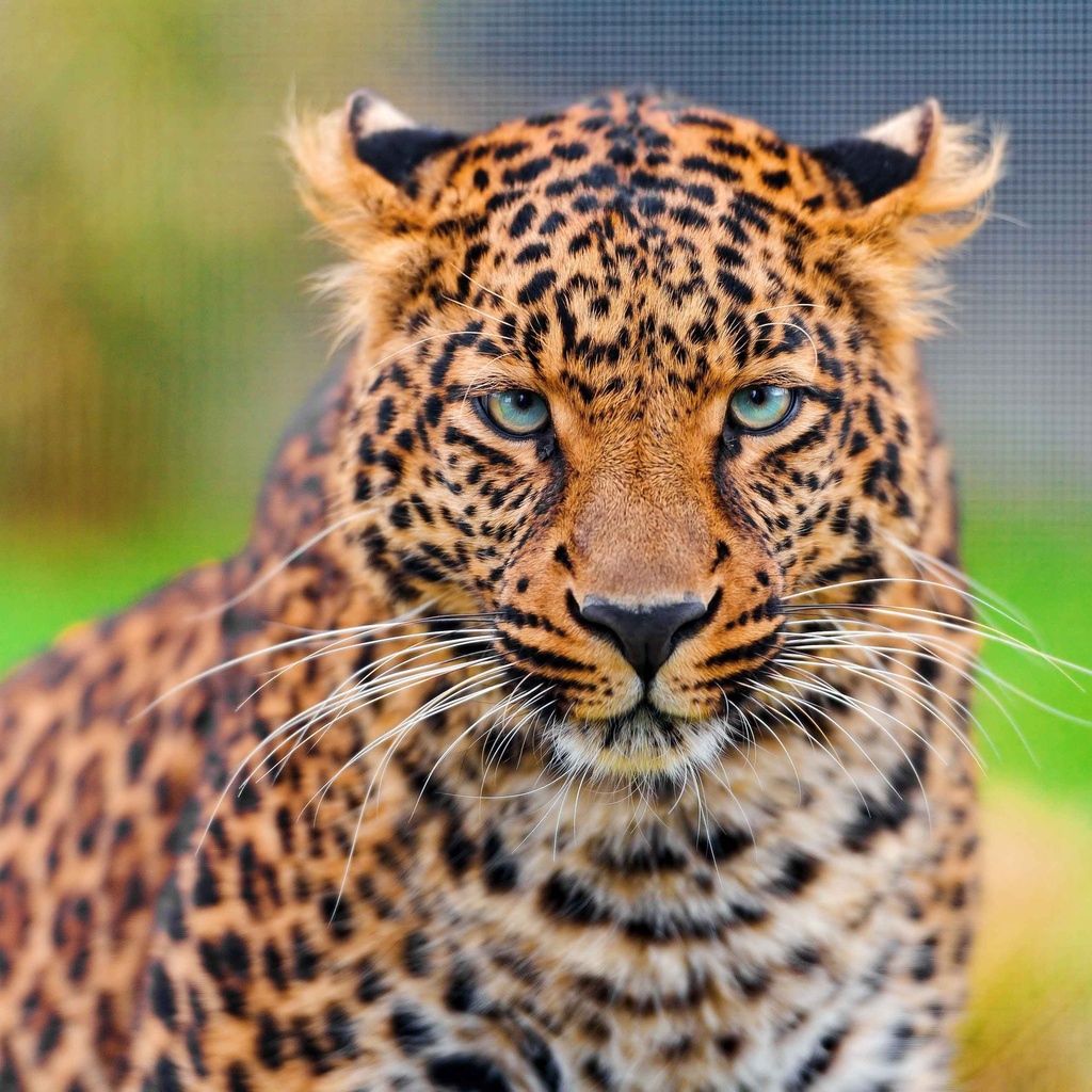 , leopard, , , panthera pardus, , 