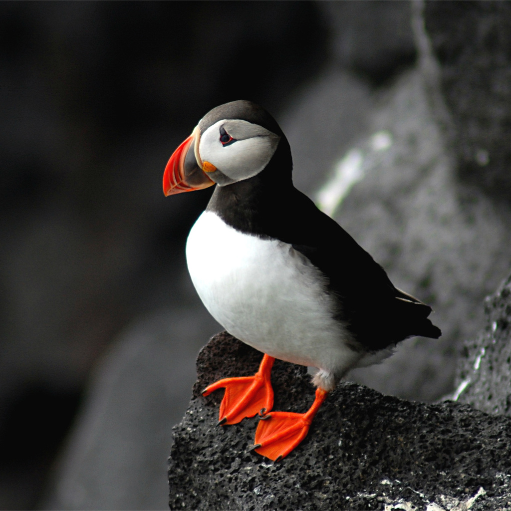 , puffin, fratercula arctica,  , 