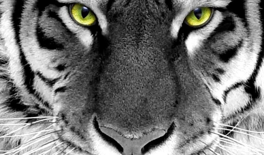 face, tiger, wijd, whlte tiger, green eyes, white