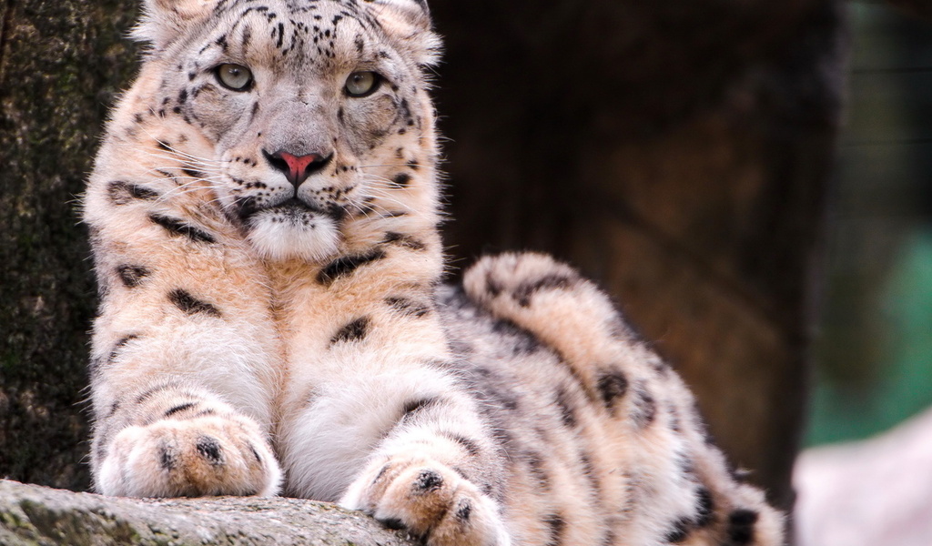 , snow leopard, ,  , , 