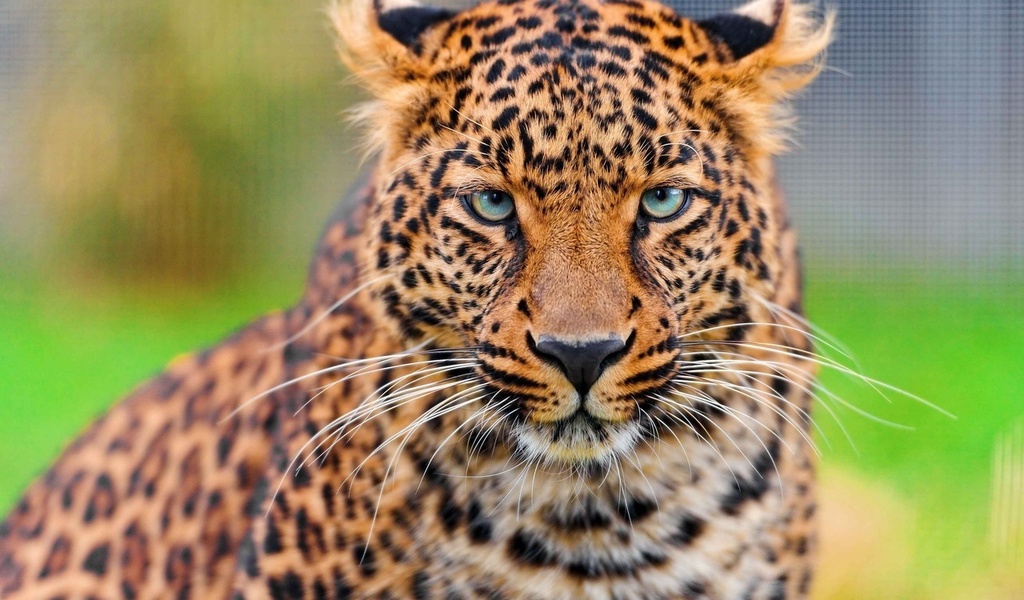 , leopard, , , panthera pardus, , 