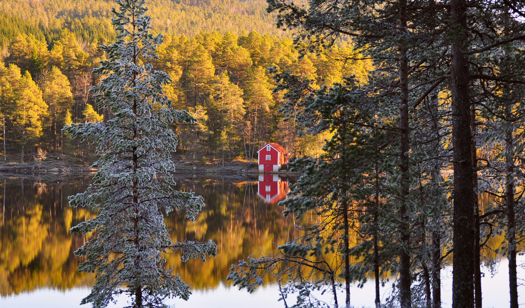 , autumn, , , forest, , Norway, , 