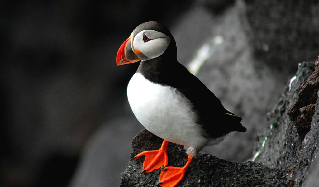 , puffin, fratercula arctica,  , 