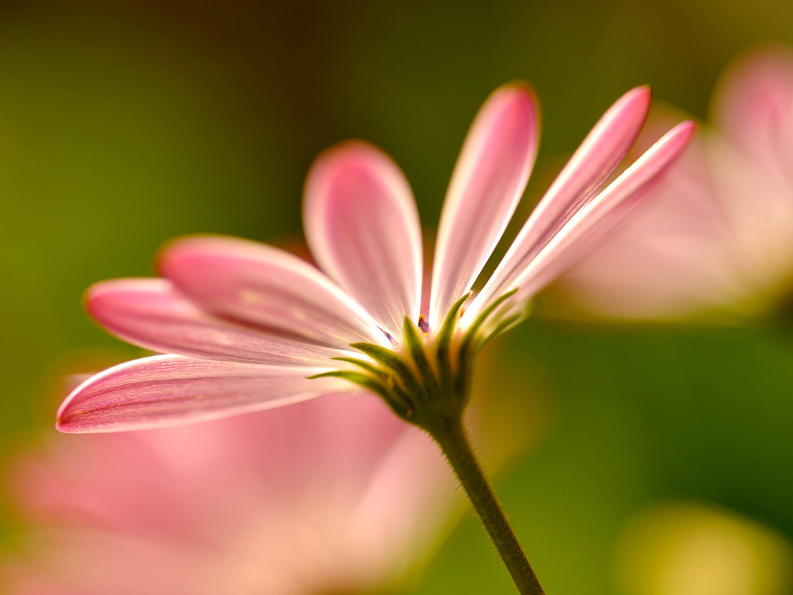 , flowers, pink, , macro, petals