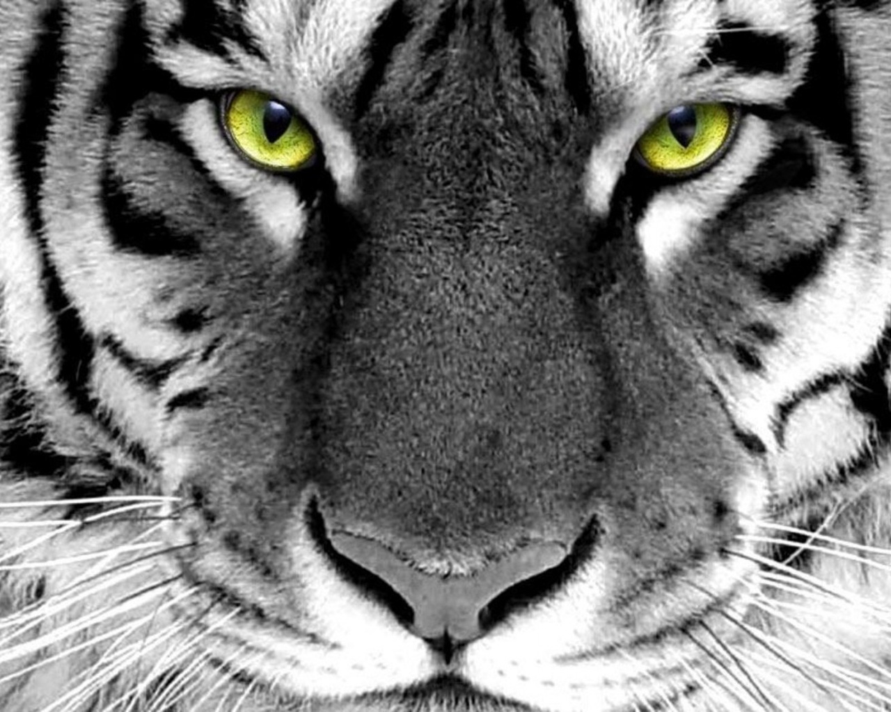 face, tiger, wijd, whlte tiger, green eyes, white