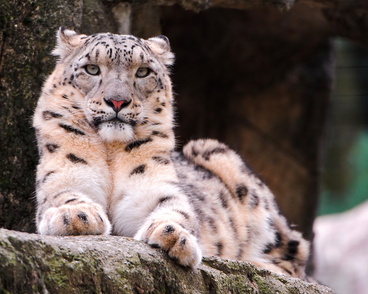 , snow leopard, ,  , , 