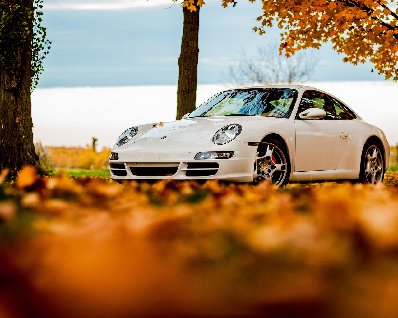 foliage, tree, 911, porsche, white, autumn, , sky, 911