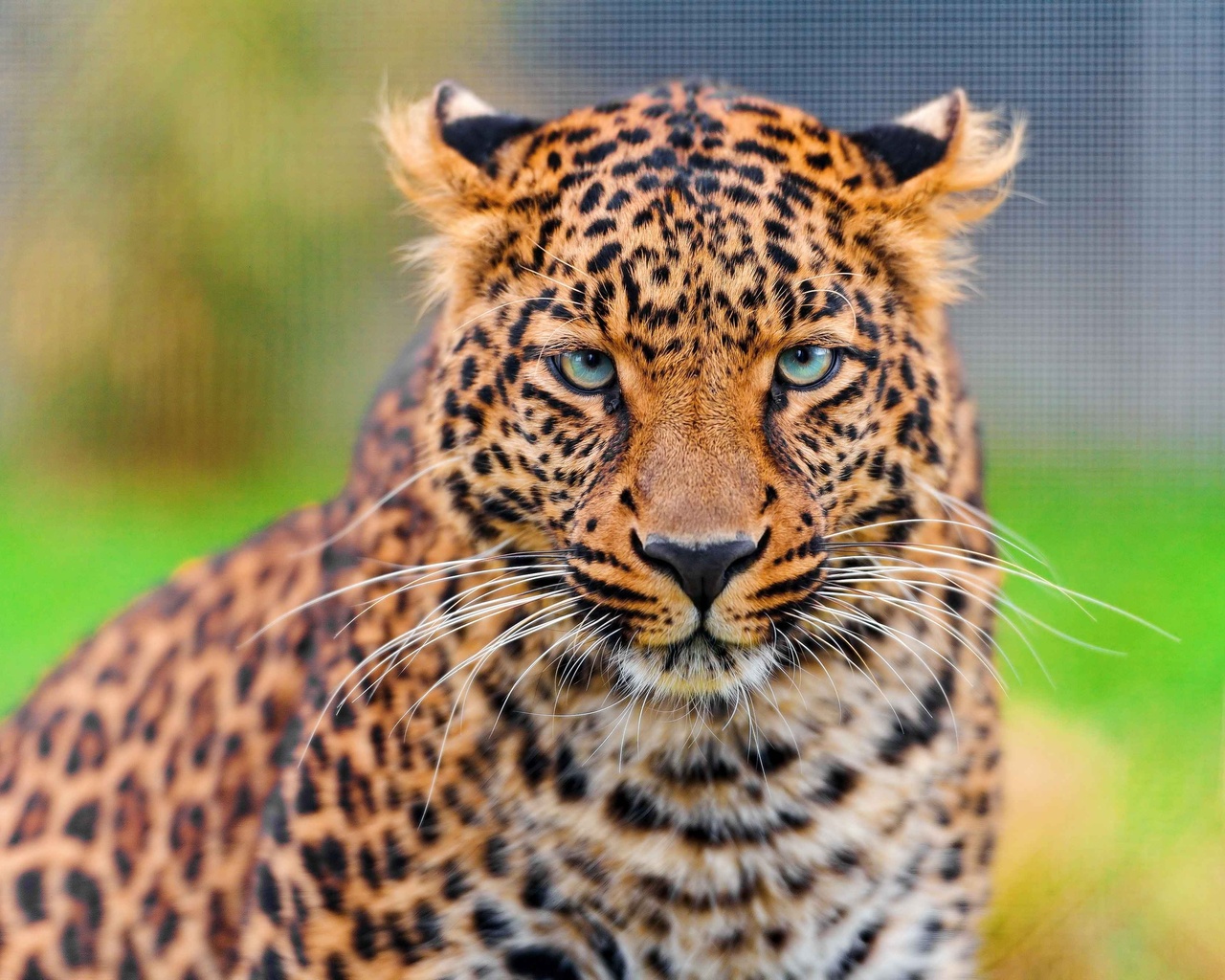 , leopard, , , panthera pardus, , 