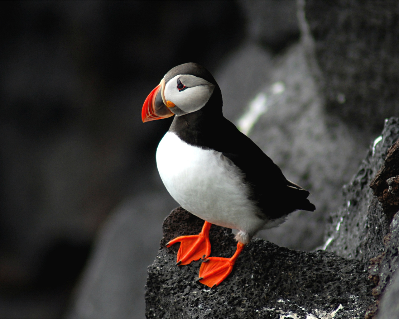 , puffin, fratercula arctica,  , 