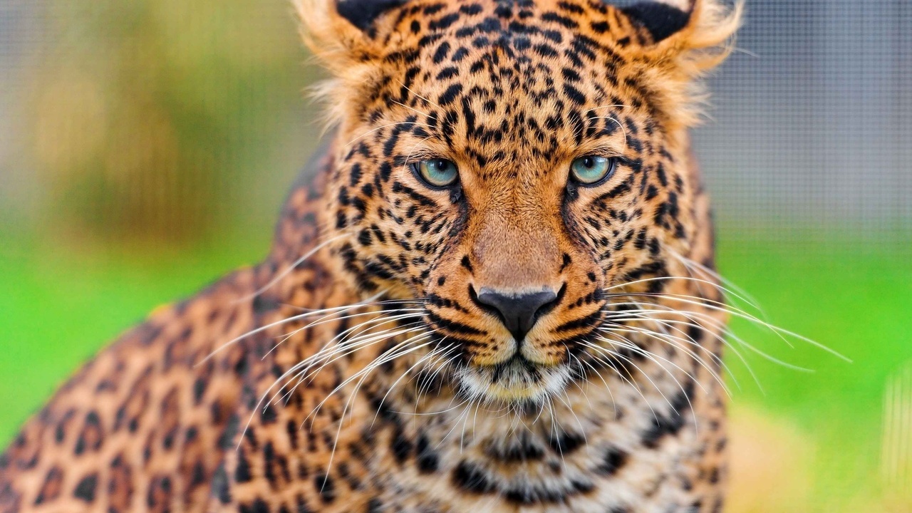 , leopard, , , panthera pardus, , 