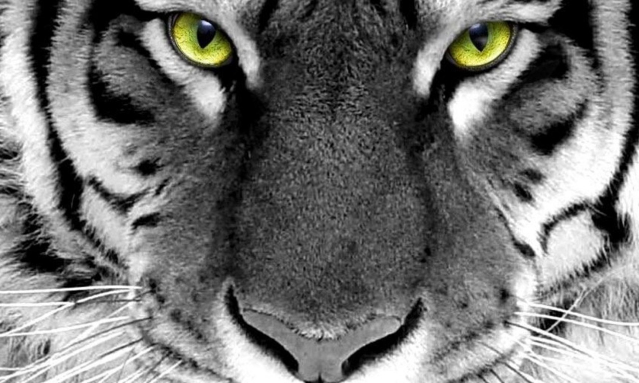 face, tiger, wijd, whlte tiger, green eyes, white