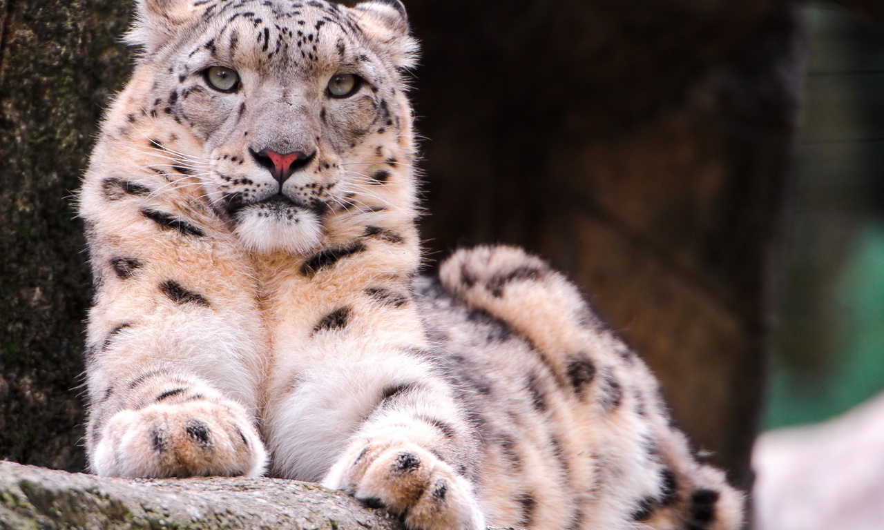 , snow leopard, ,  , , 