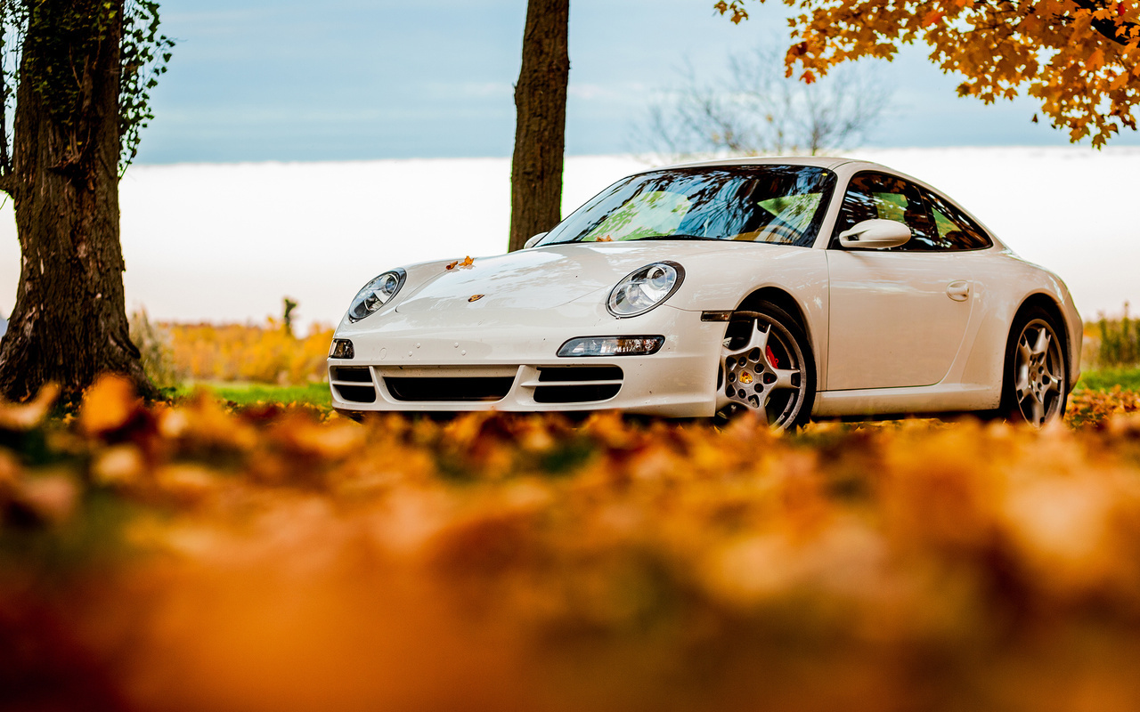 foliage, tree, 911, porsche, white, autumn, , sky, 911