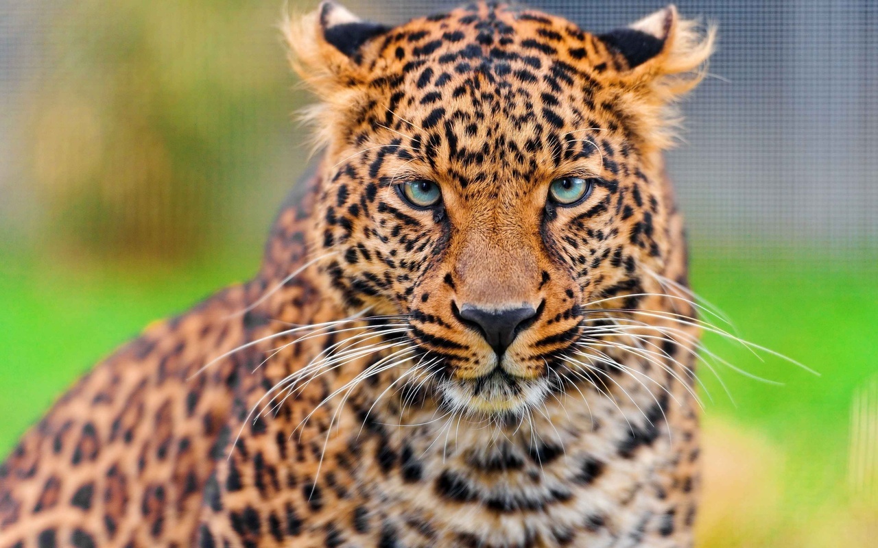 , leopard, , , panthera pardus, , 