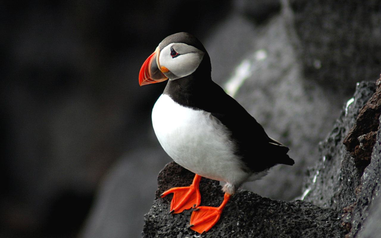 , puffin, fratercula arctica,  , 