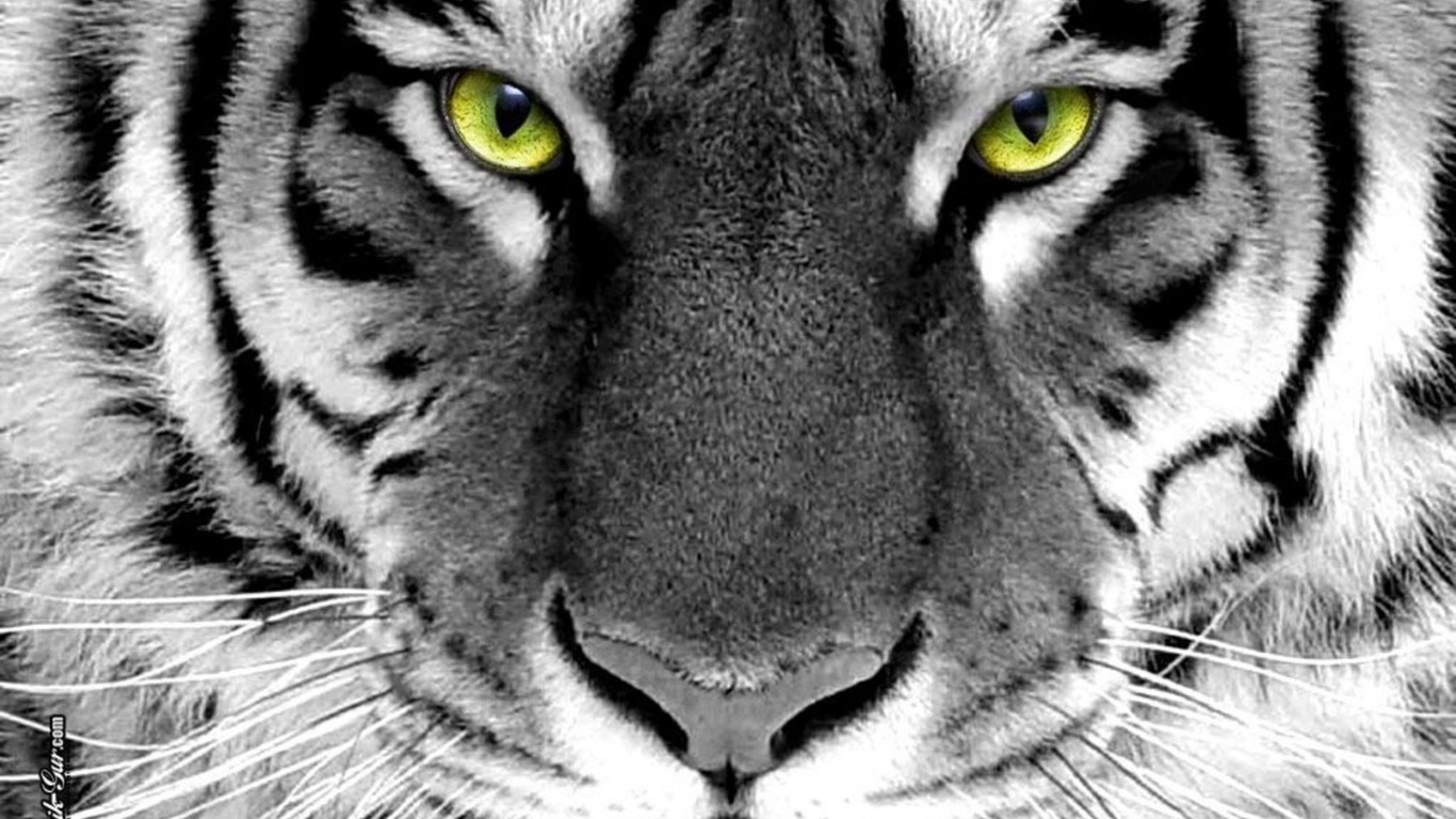 face, tiger, wijd, whlte tiger, green eyes, white