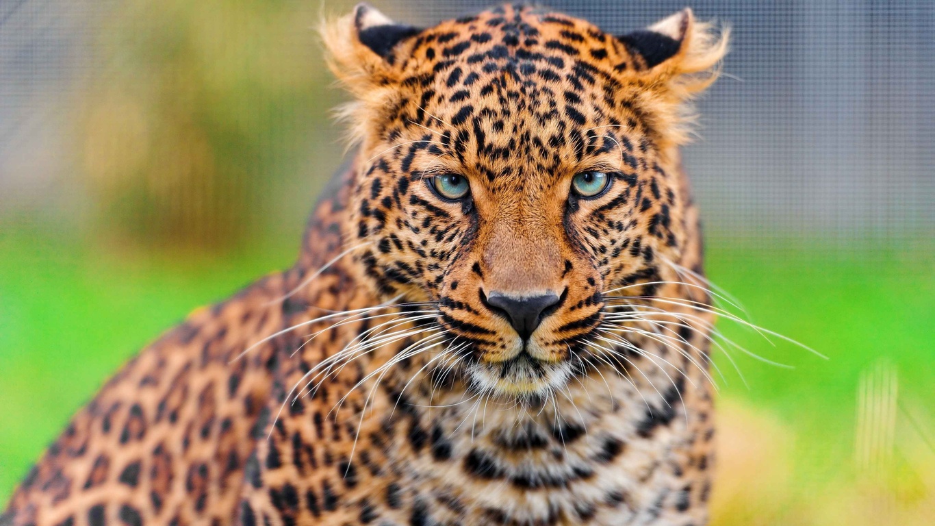 , leopard, , , panthera pardus, , 