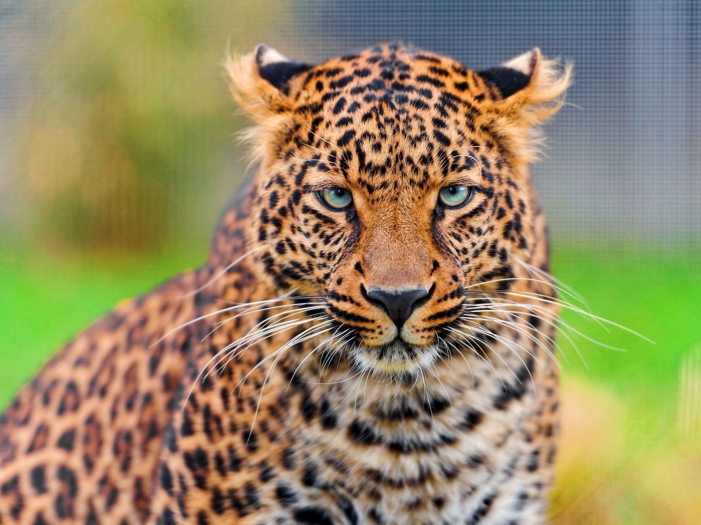 , leopard, , , panthera pardus, , 