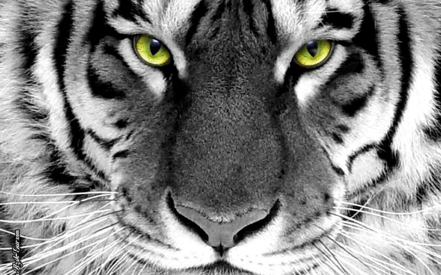 face, tiger, wijd, whlte tiger, green eyes, white