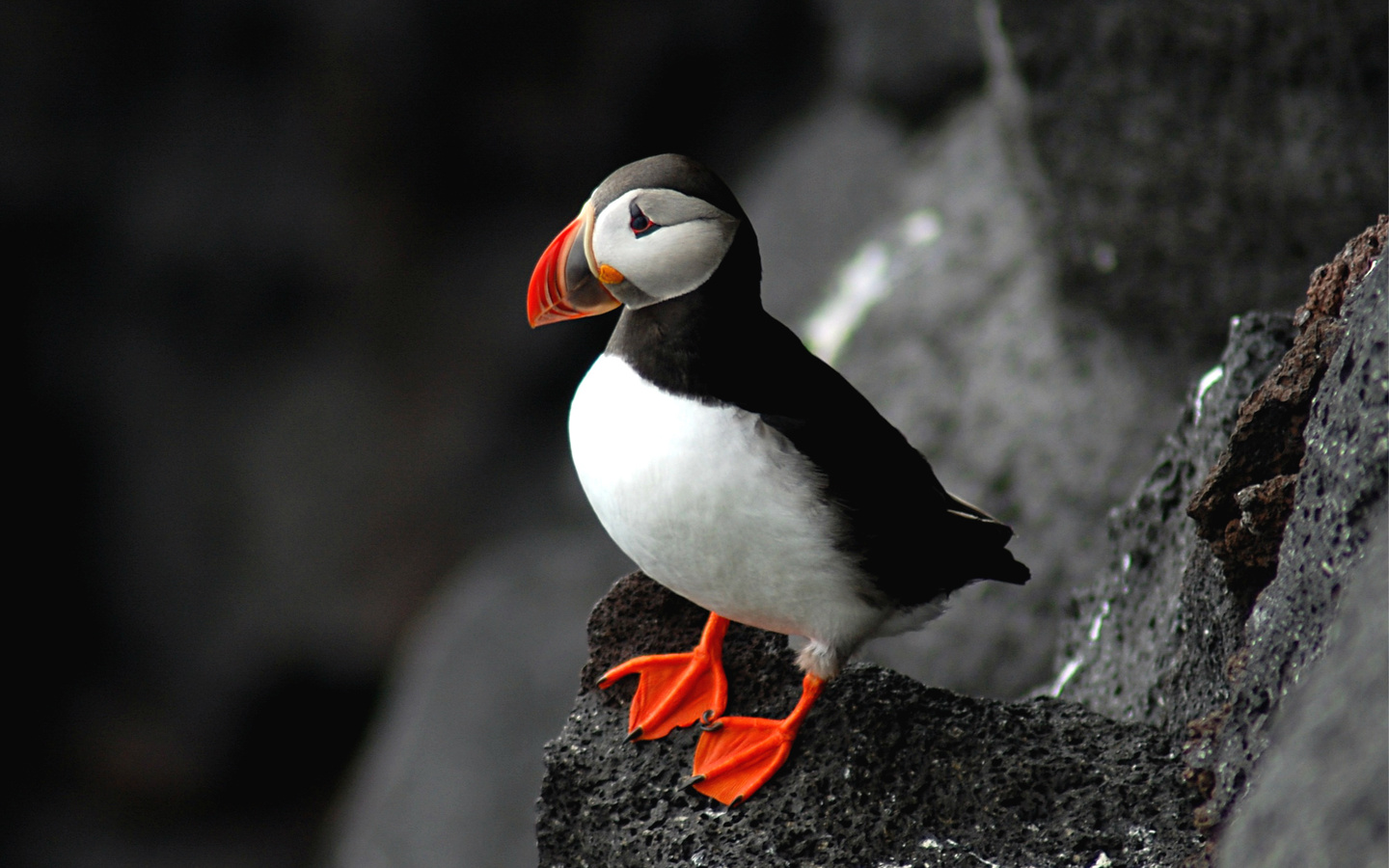 , puffin, fratercula arctica,  , 