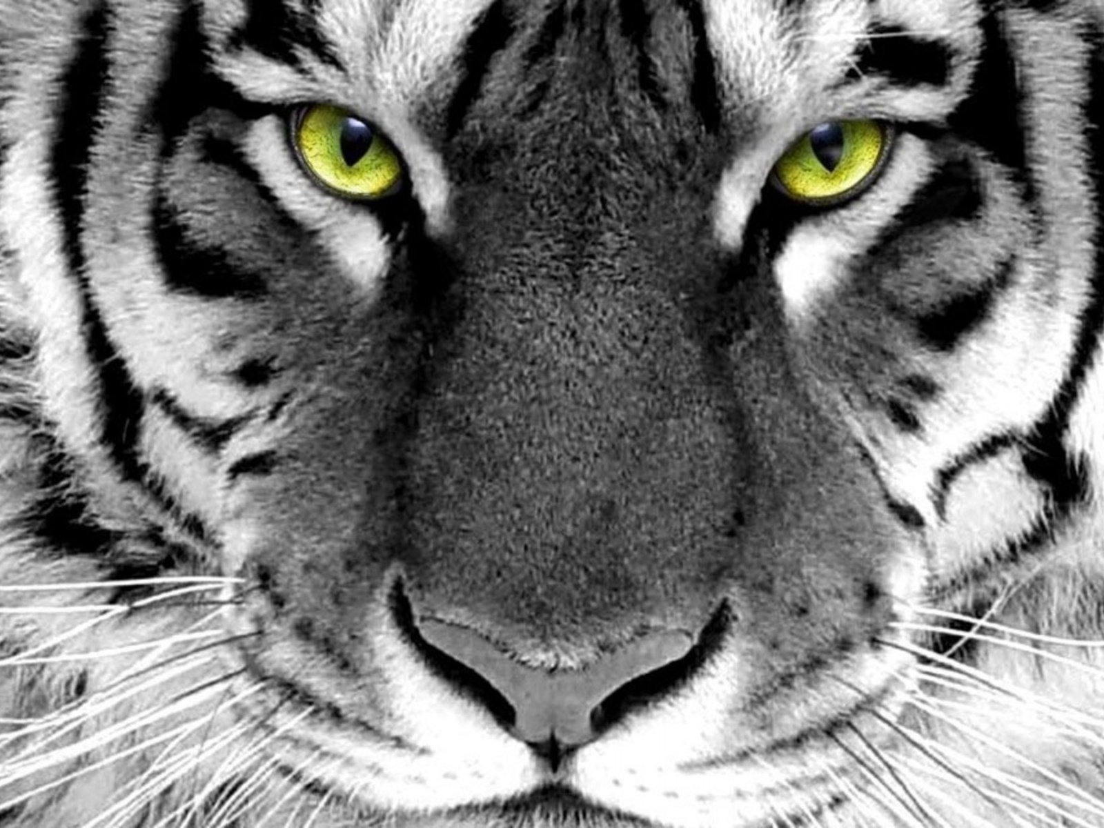 face, tiger, wijd, whlte tiger, green eyes, white