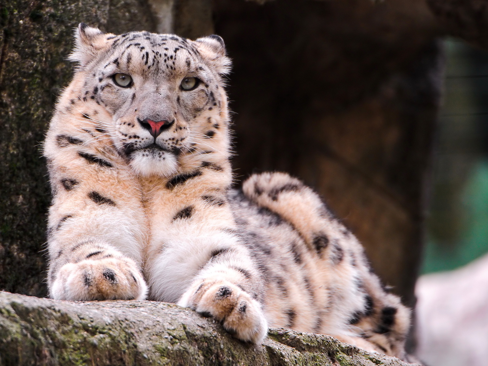 , snow leopard, ,  , , 