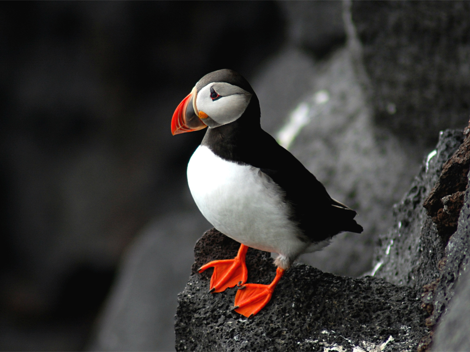 , puffin, fratercula arctica,  , 