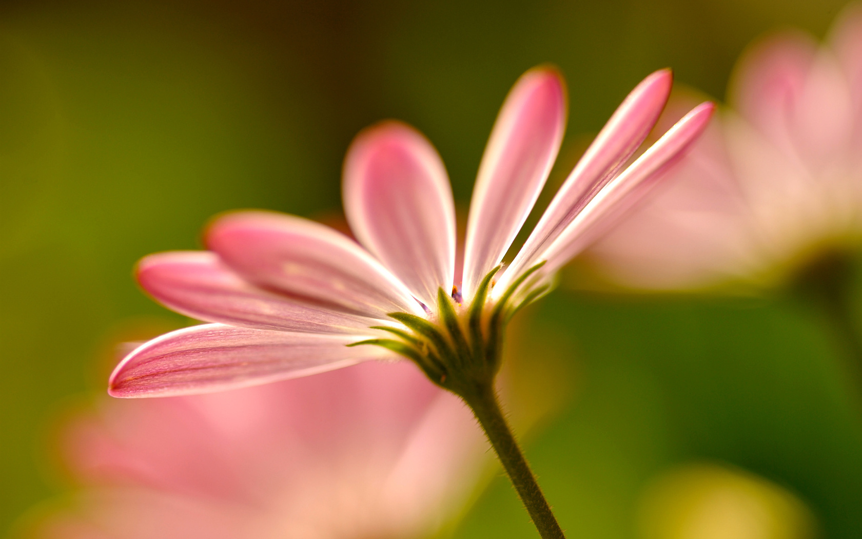 , flowers, pink, , macro, petals