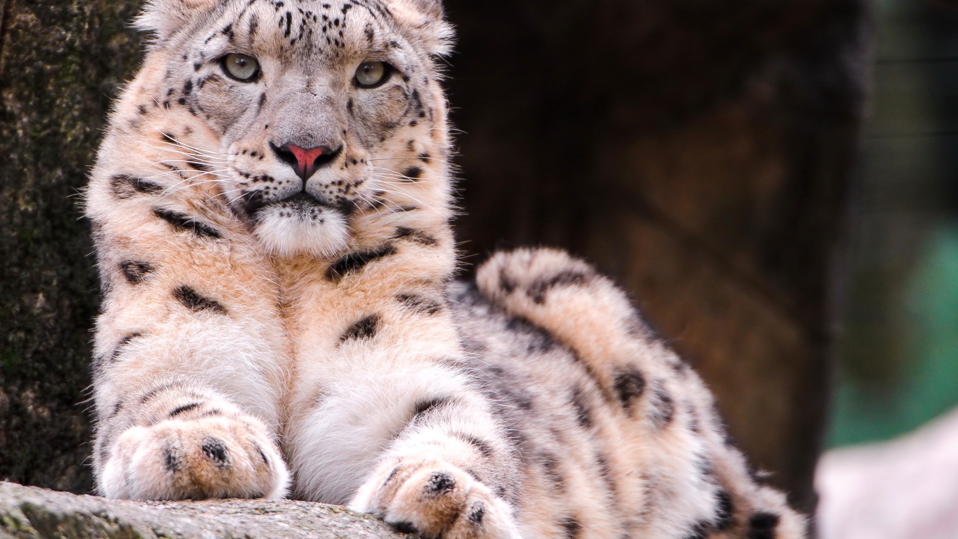 , snow leopard, ,  , , 