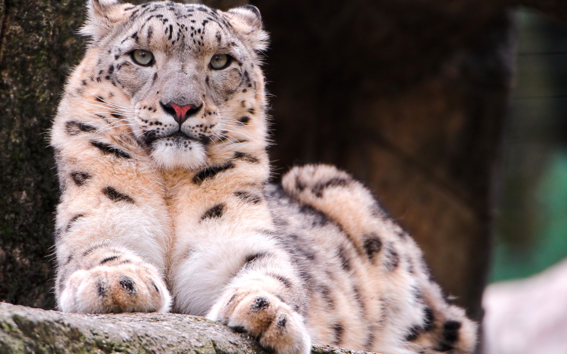 , snow leopard, ,  , , 