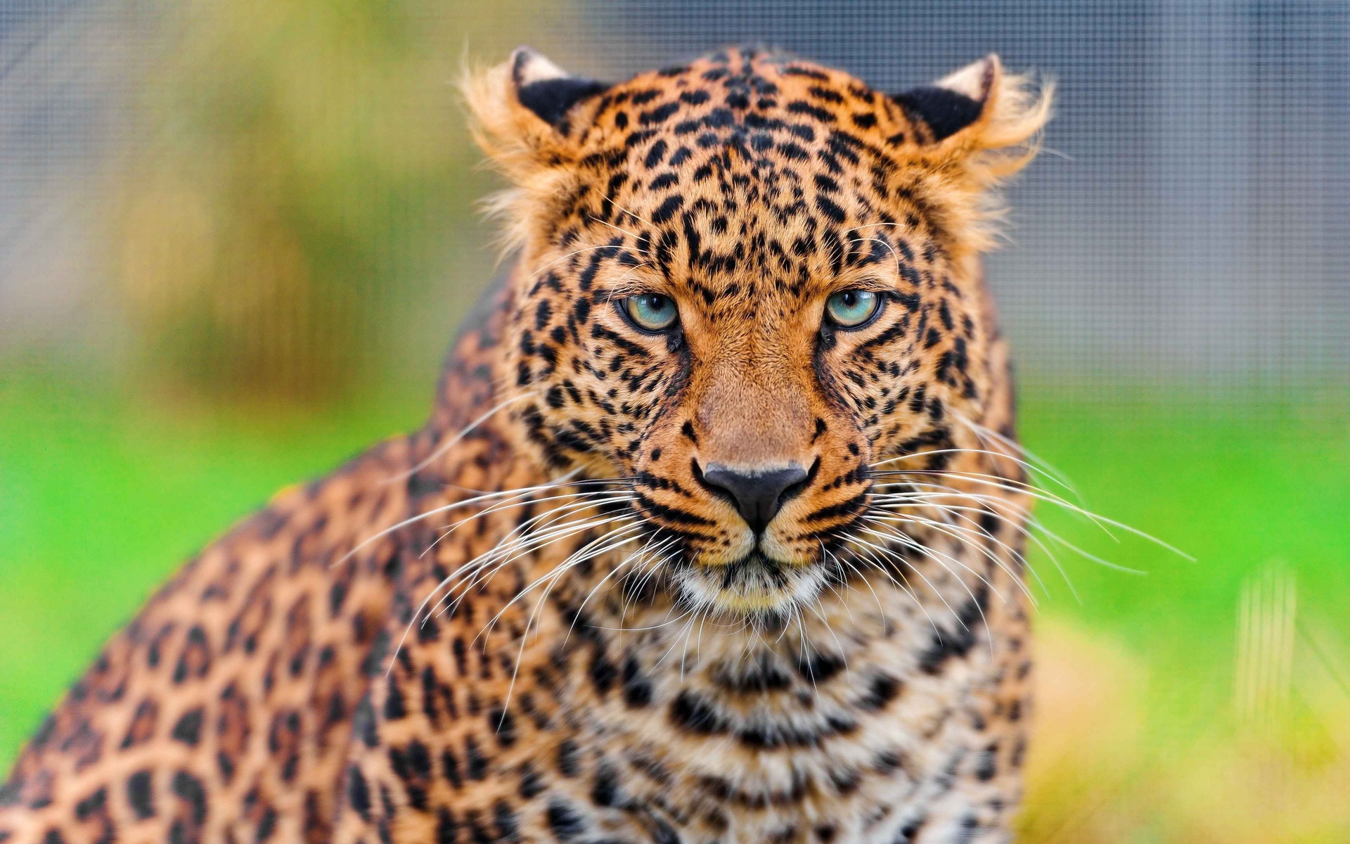 , leopard, , , panthera pardus, , 