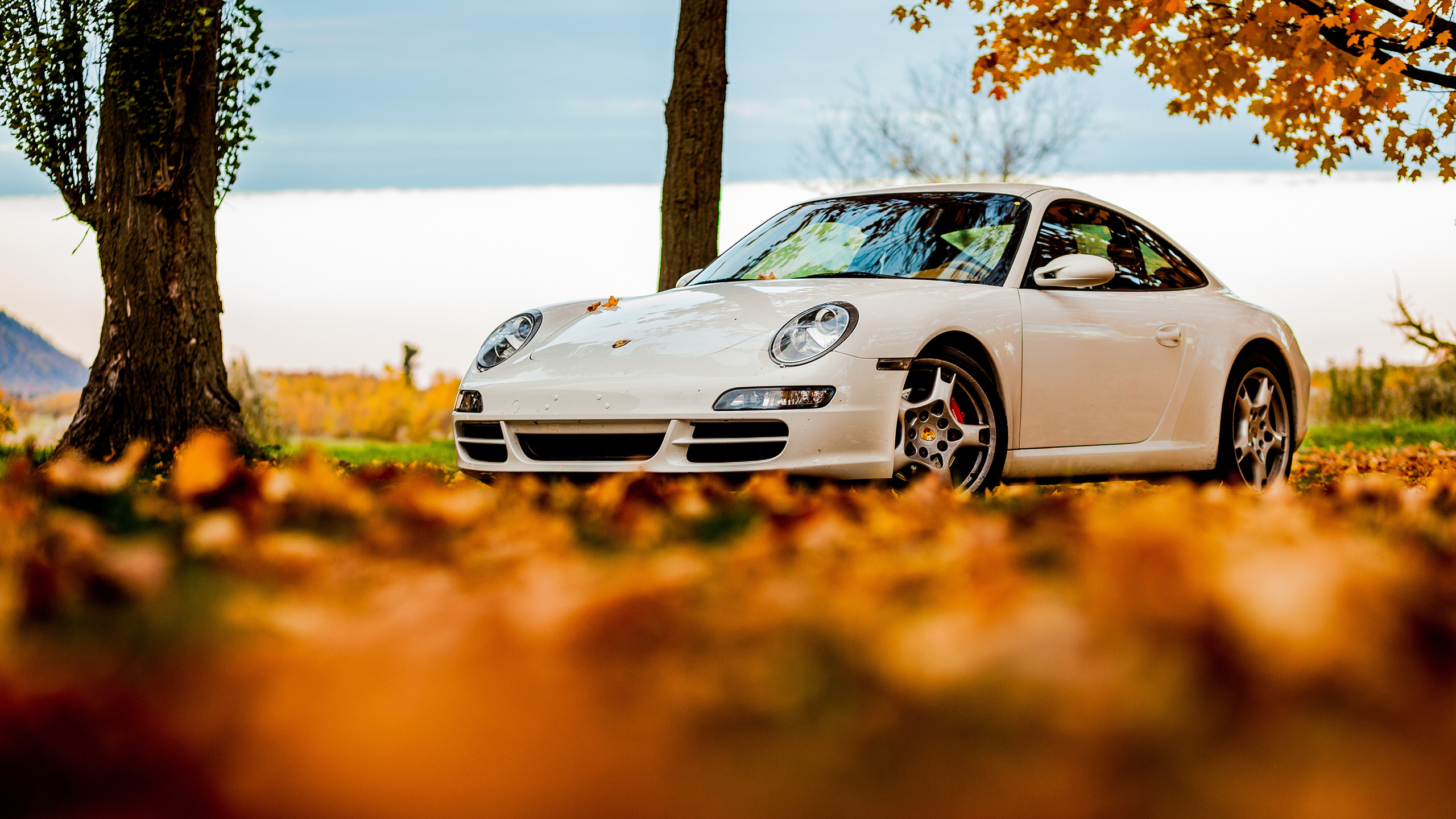 foliage, tree, 911, porsche, white, autumn, , sky, 911