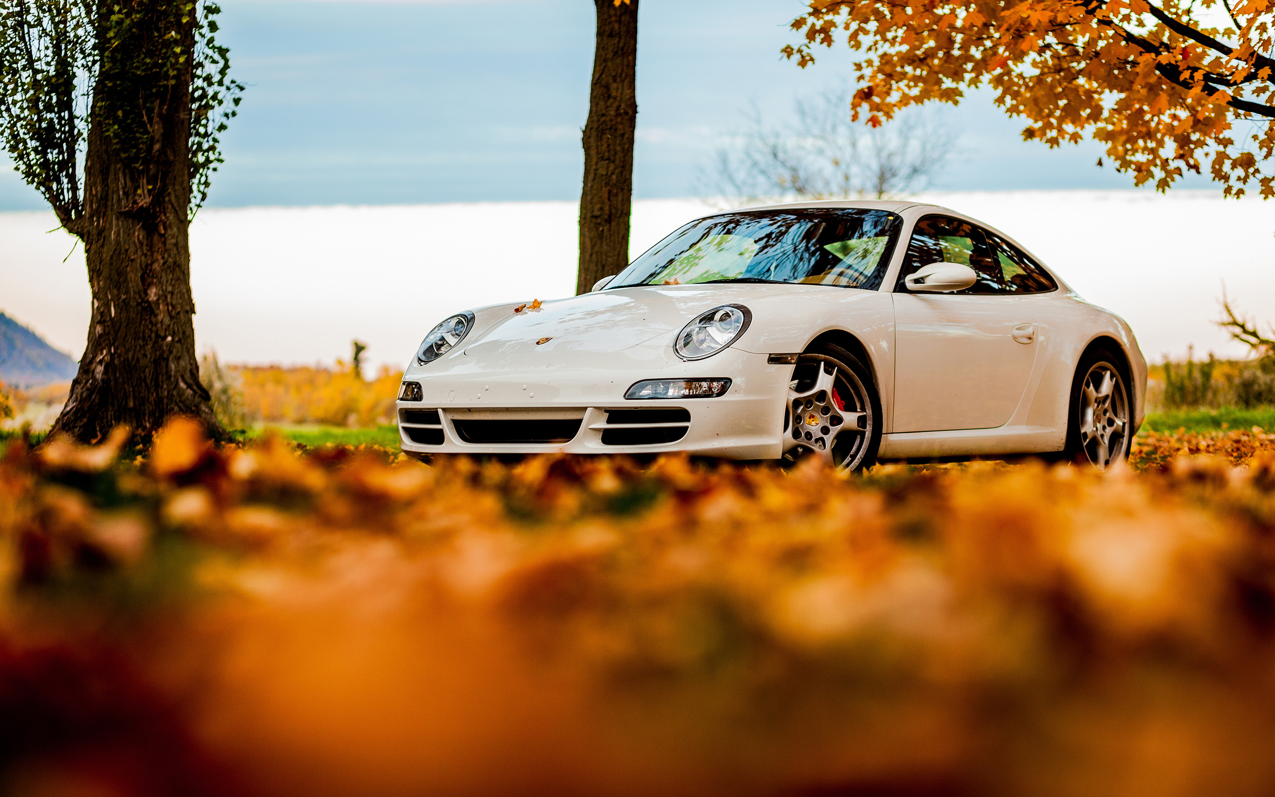 foliage, tree, 911, porsche, white, autumn, , sky, 911