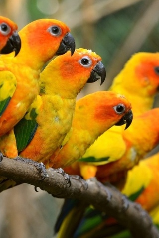 ,, trunk, parrots, birds, beautiful