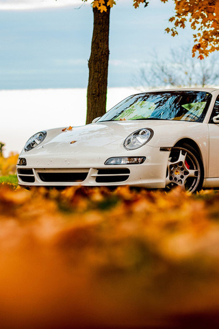 foliage, tree, 911, porsche, white, autumn, , sky, 911