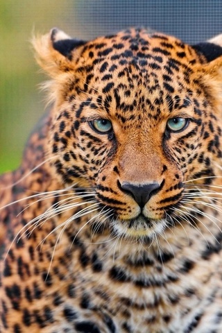 , leopard, , , panthera pardus, , 