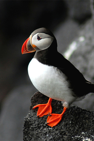 , puffin, fratercula arctica,  , 